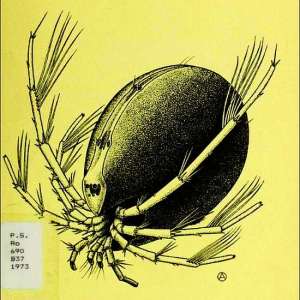 collectingwatermites